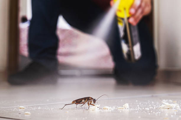 Best Ant Control Services  in Delshire, OH