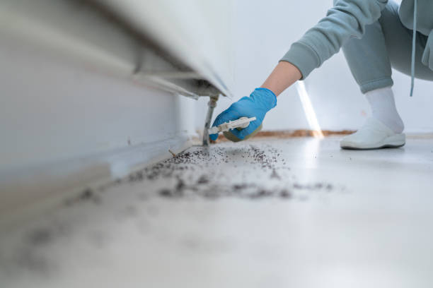 Best Local Pest Control Services  in Delshire, OH
